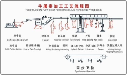 Cattle-Slaughter-Line-1