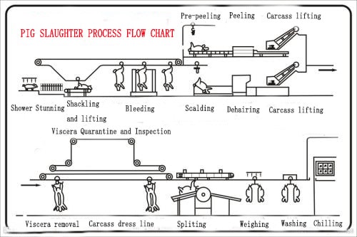 Kisoa-Slaughter-Line-Process-1