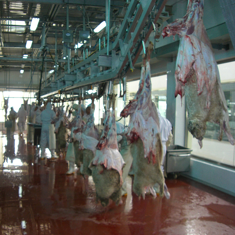 Sheep-Slaughter-Line-(1)